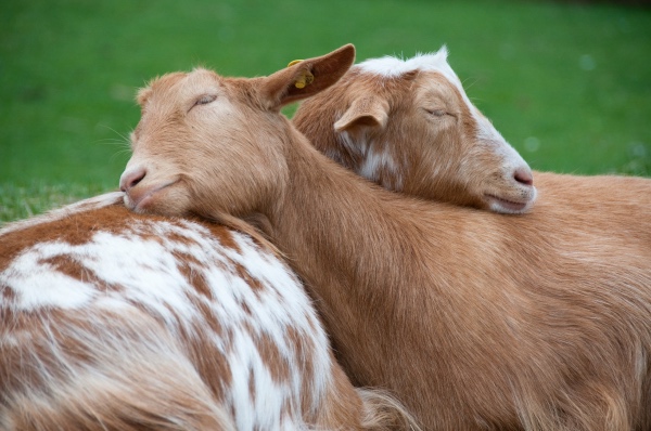 goats-2